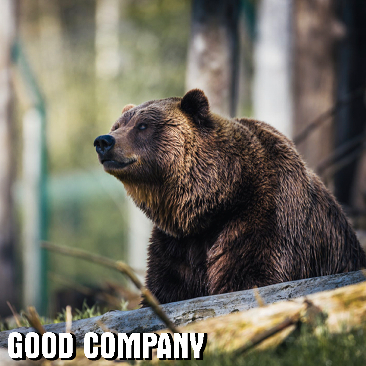 Nature Bear Gray